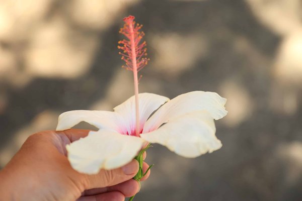 À quelle occasion consommer du harpagophytum bio ?